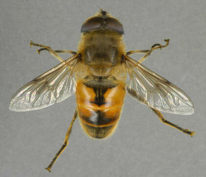 Image of drone fly