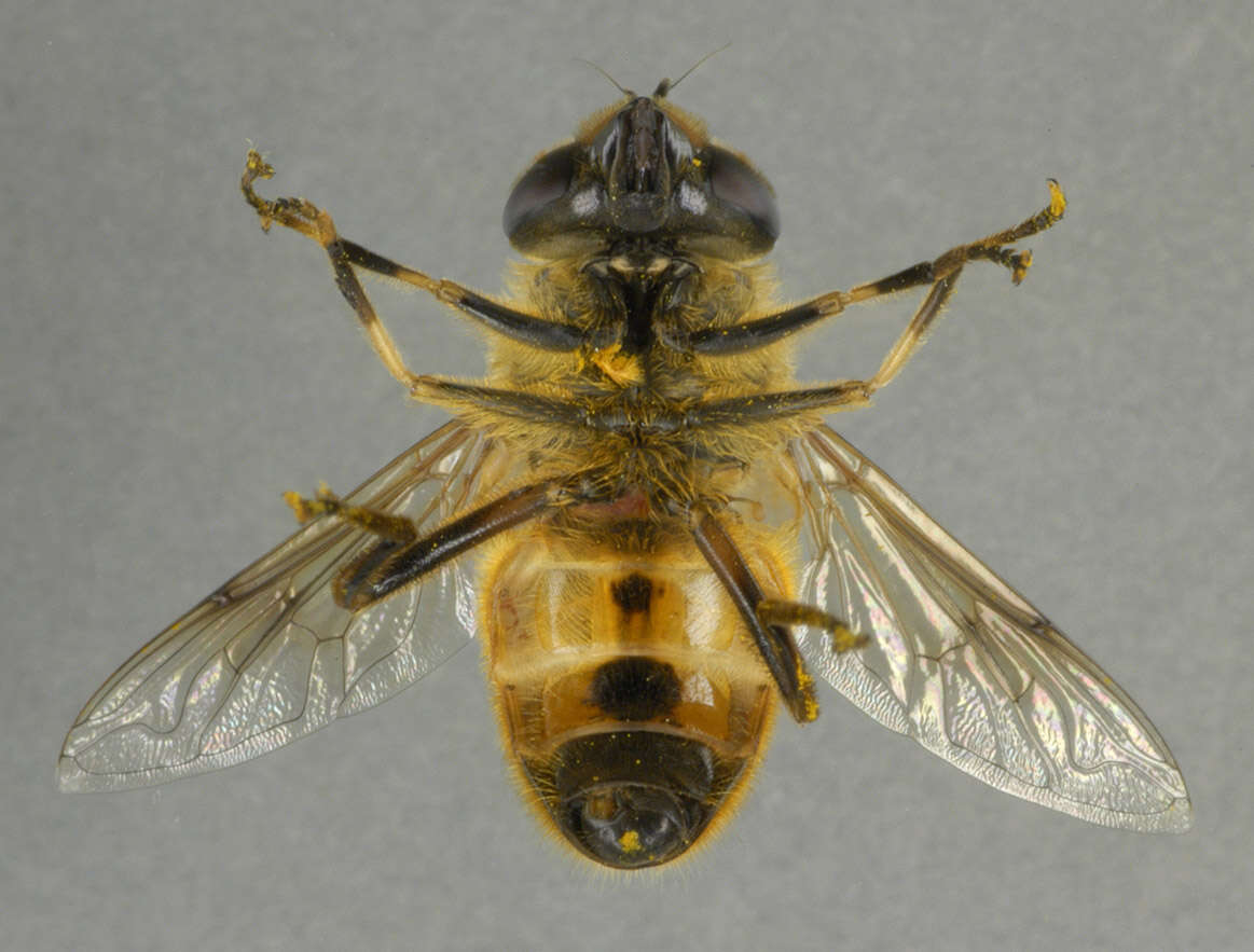 Image of drone fly