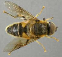 Image of Eristalis pertinax (Scopoli 1763)