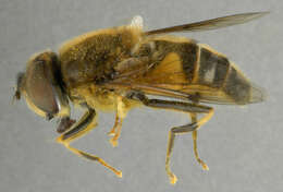 Image of Eristalis pertinax (Scopoli 1763)