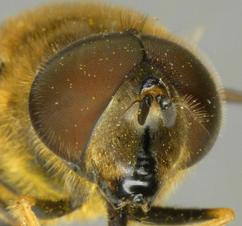 Слика од Eristalis pertinax (Scopoli 1763)