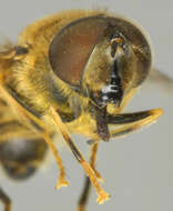 Слика од Eristalis pertinax (Scopoli 1763)