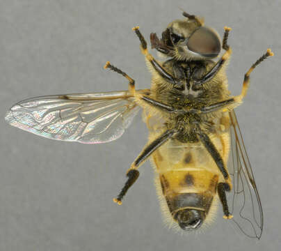 Image of Syrphid fly
