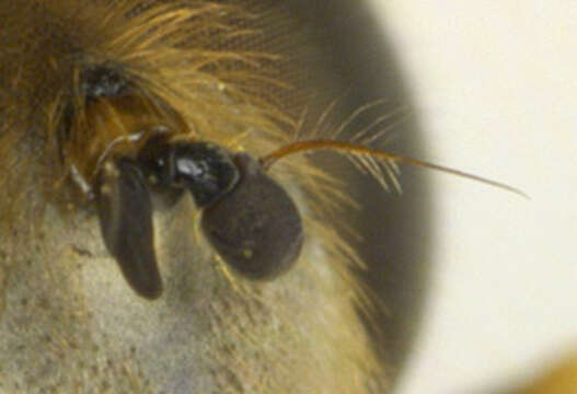 Image of Syrphid fly