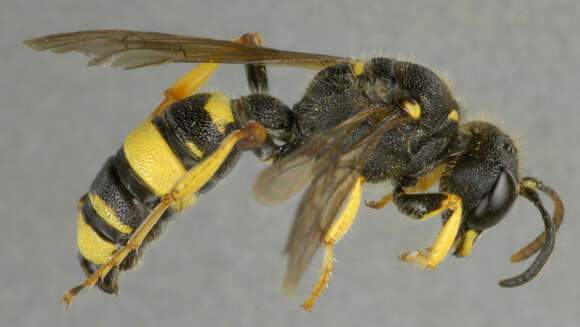 Image of Ornate Tailed Digger Wasp