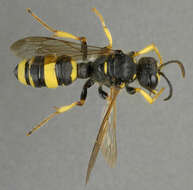 Image of Ornate Tailed Digger Wasp