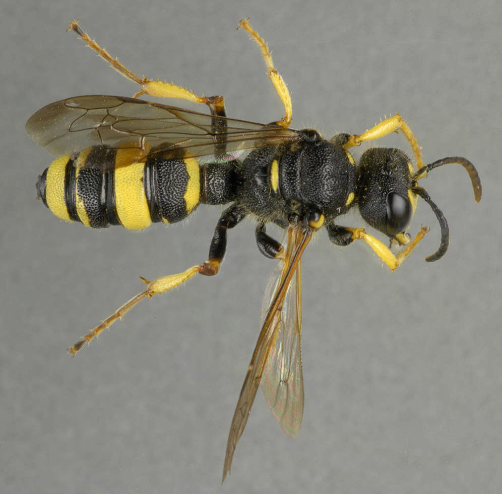 Image of Ornate Tailed Digger Wasp