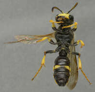 Image of Ornate Tailed Digger Wasp