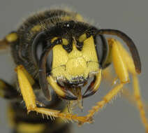 Image of Ornate Tailed Digger Wasp