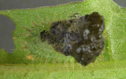 Image of Cassida (Cassida) vibex Linnaeus 1767