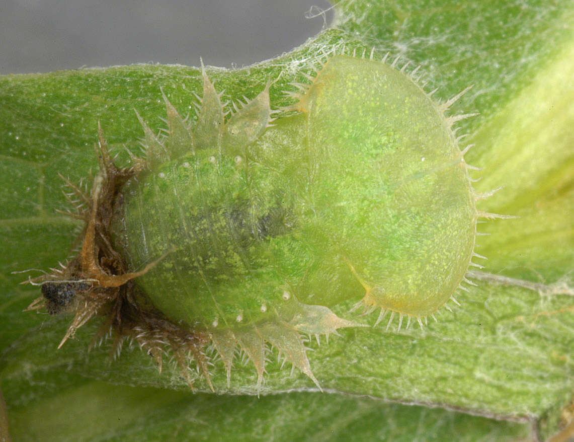 Image of Cassida (Cassida) vibex Linnaeus 1767