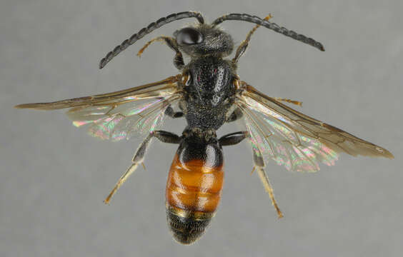 Image of dark-winged blood bee