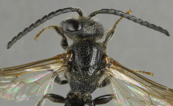 Image of dark-winged blood bee