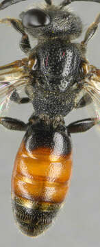 Image of dark-winged blood bee