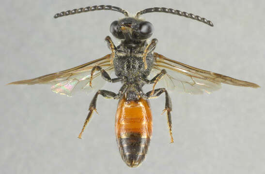 Image of dark-winged blood bee