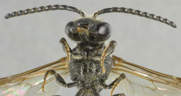 Image of dark-winged blood bee