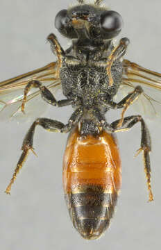 Image of dark-winged blood bee