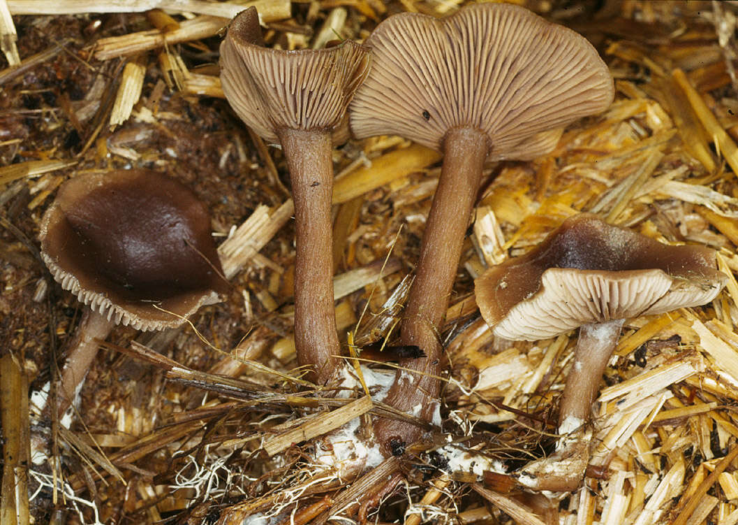 Image of Pseudoclitocybe cyathiformis (Bull.) Singer 1956