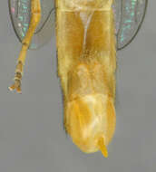 Image of Sphaerophoria scripta (Linnaeus 1758)