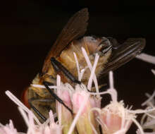 Image of Phasia hemiptera (Fabricius 1794)