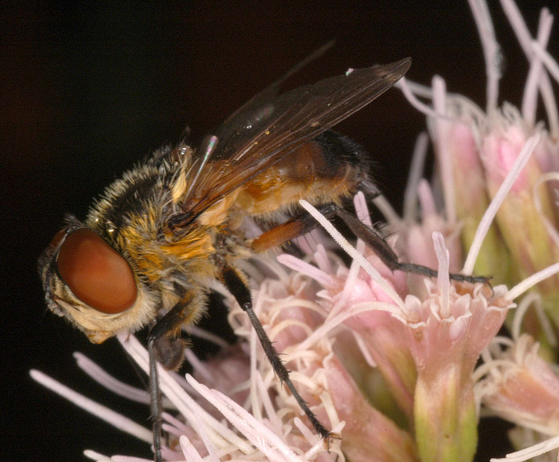 Image of Phasia hemiptera (Fabricius 1794)