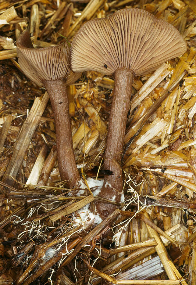 Image de Clitocybe en coupe