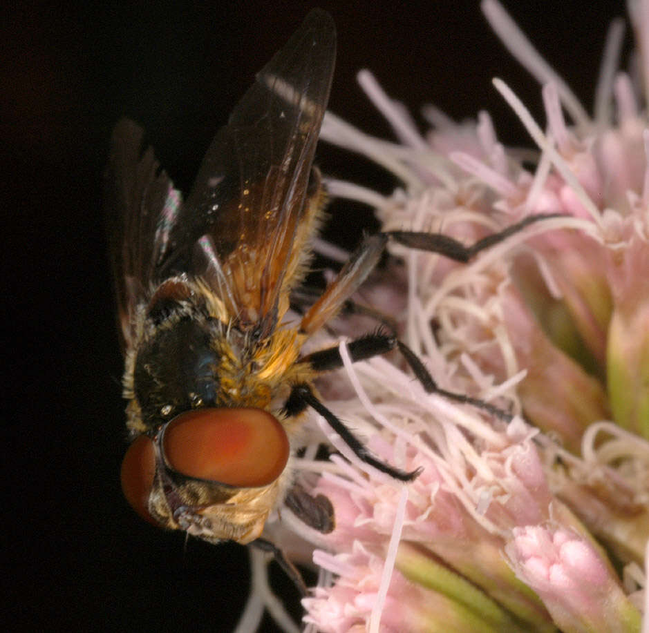 Image of Phasia hemiptera (Fabricius 1794)