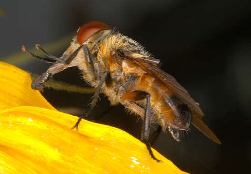 Image of Phasia hemiptera (Fabricius 1794)