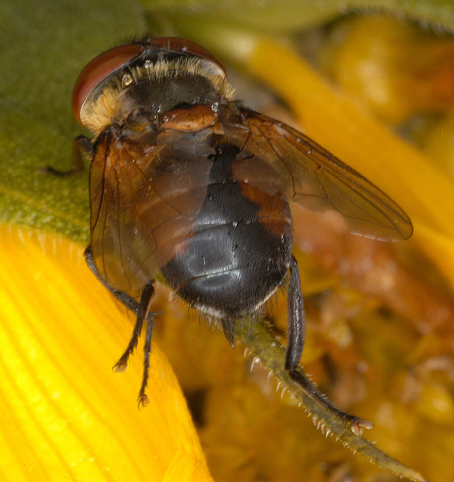 Image of Phasia hemiptera (Fabricius 1794)