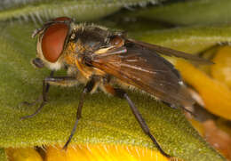 Image of Phasia hemiptera (Fabricius 1794)