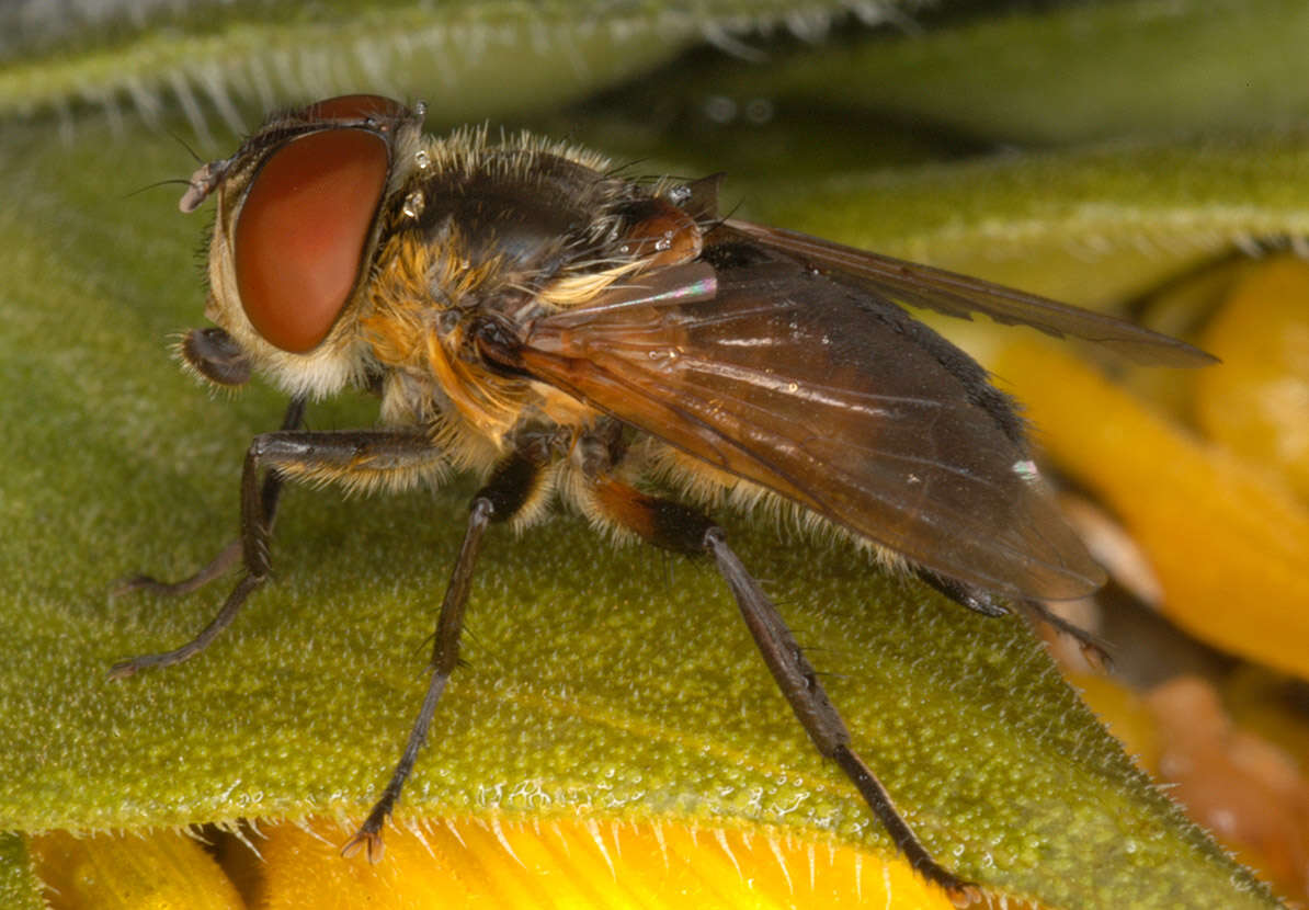 Image of Phasia hemiptera (Fabricius 1794)