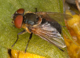 Image of Phasia hemiptera (Fabricius 1794)