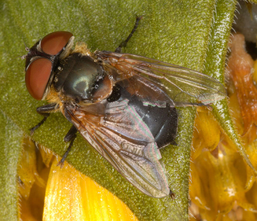 Image of Phasia hemiptera (Fabricius 1794)