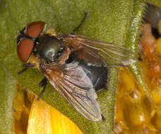 Image of Phasia hemiptera (Fabricius 1794)