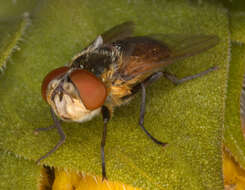 Image of Phasia hemiptera (Fabricius 1794)