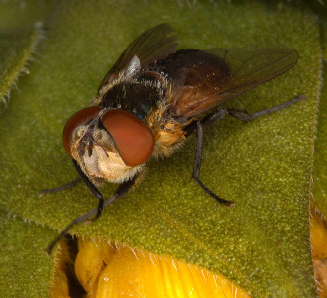 Image of Phasia hemiptera (Fabricius 1794)