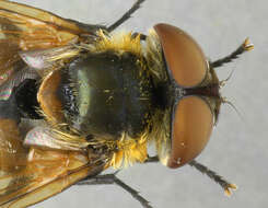 Image of Phasia hemiptera (Fabricius 1794)