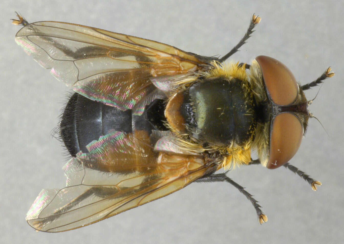 Image of Phasia hemiptera (Fabricius 1794)