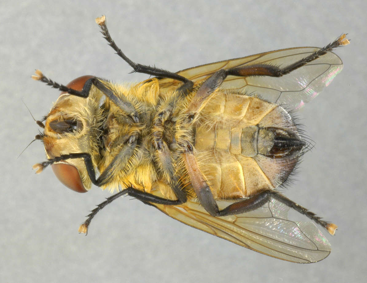 Image of Phasia hemiptera (Fabricius 1794)