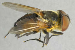 Image of Phasia hemiptera (Fabricius 1794)