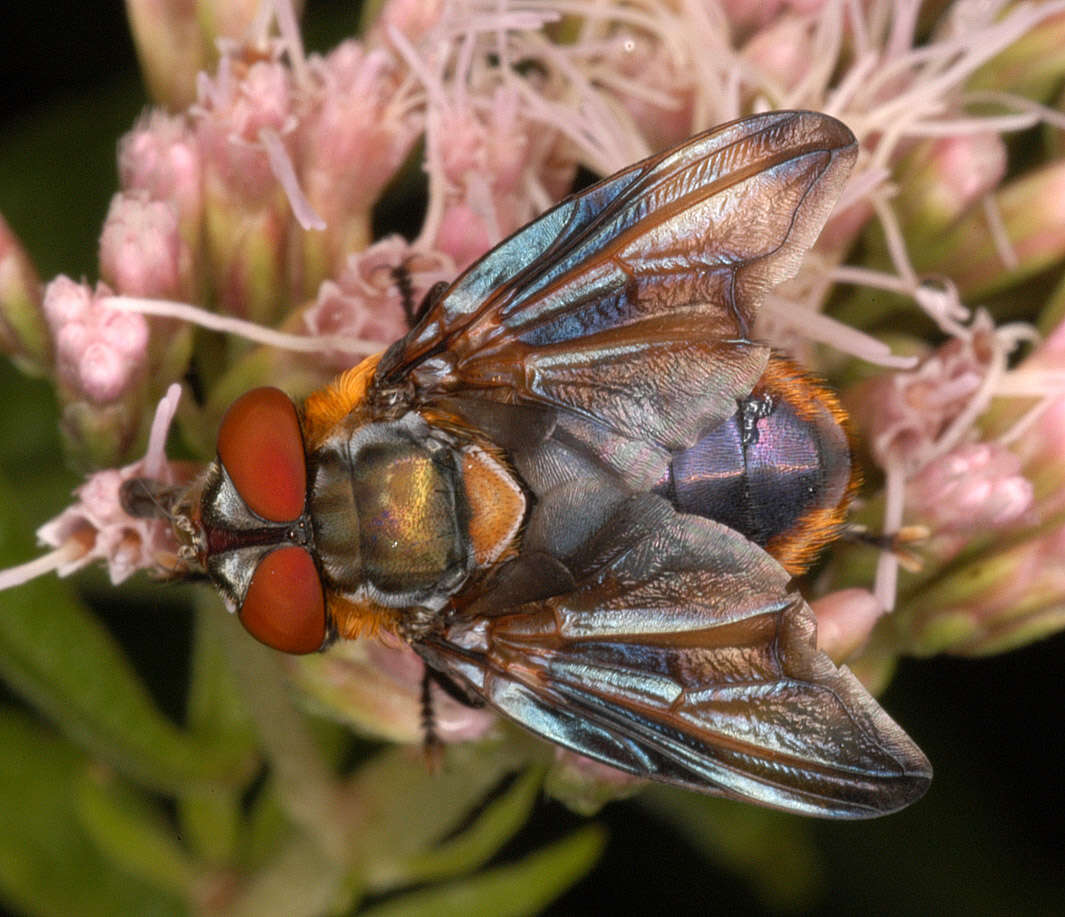 Image of Phasia hemiptera (Fabricius 1794)