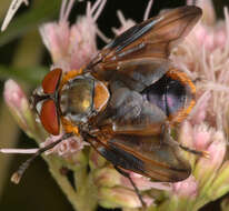 Image of Phasia hemiptera (Fabricius 1794)