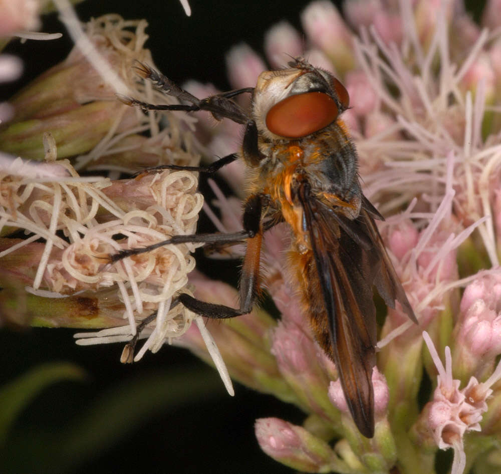 Image of Phasia hemiptera (Fabricius 1794)