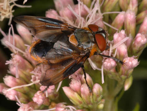 Image of Phasia hemiptera (Fabricius 1794)