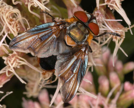 Image of Phasia hemiptera (Fabricius 1794)