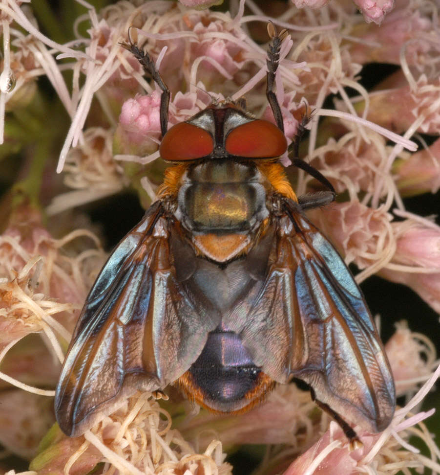 Image of Phasia hemiptera (Fabricius 1794)