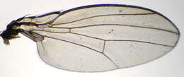 Image of Drosophila subobscura Collin 1936