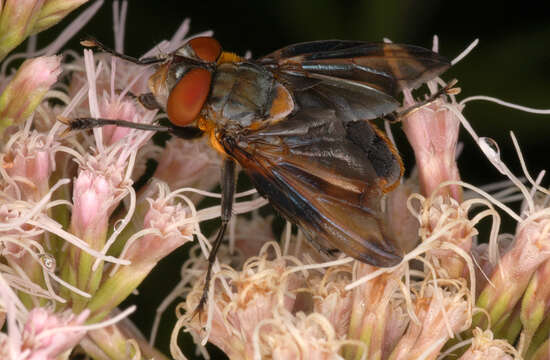 Image of Phasia hemiptera (Fabricius 1794)