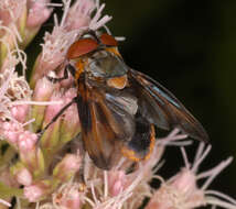 Image of Phasia hemiptera (Fabricius 1794)