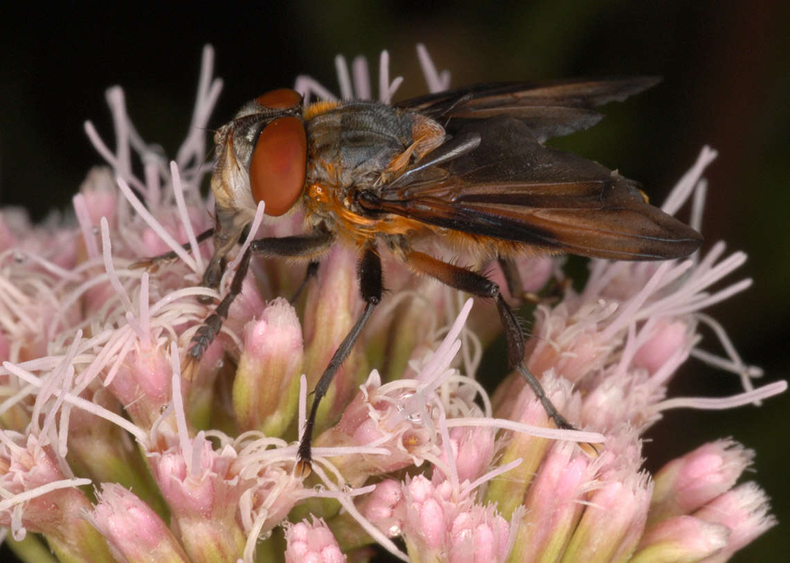 Image of Phasia hemiptera (Fabricius 1794)